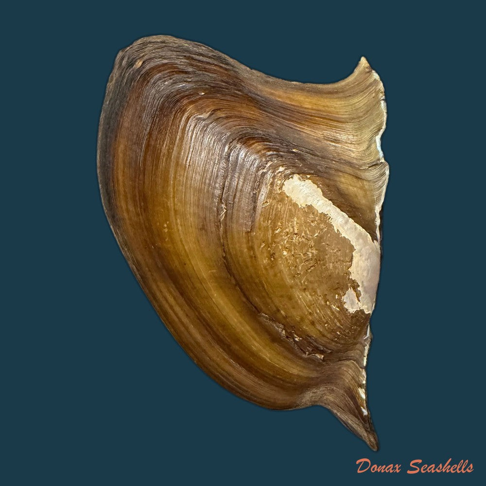 prisodon-obliquus-schumacher-1817-92-6mm-copia