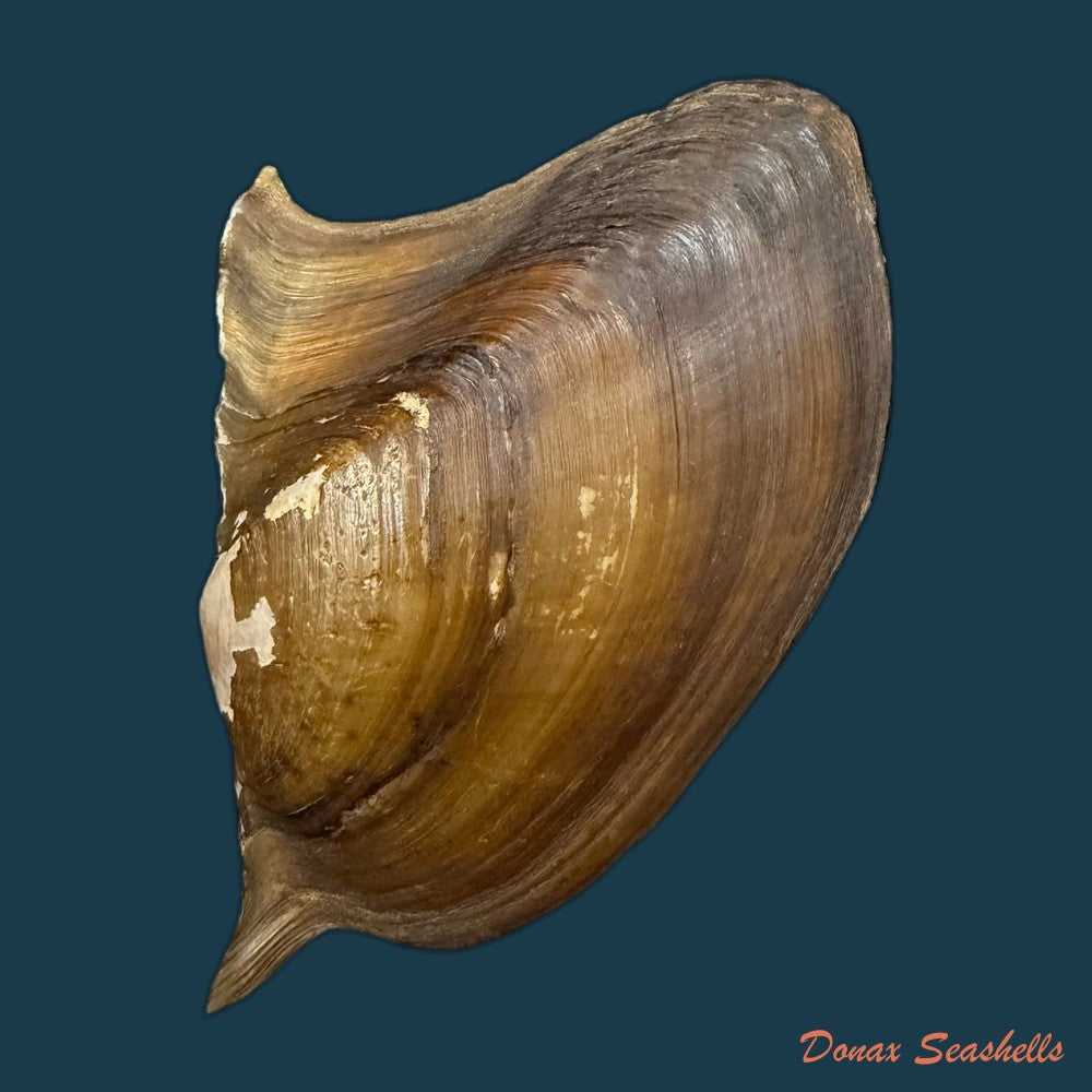 prisodon-obliquus-schumacher-1817-92-6mm-copia