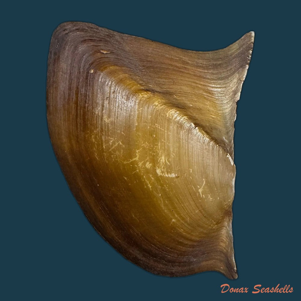 prisodon-obliquus-schumacher-1817-94-7mm-copia