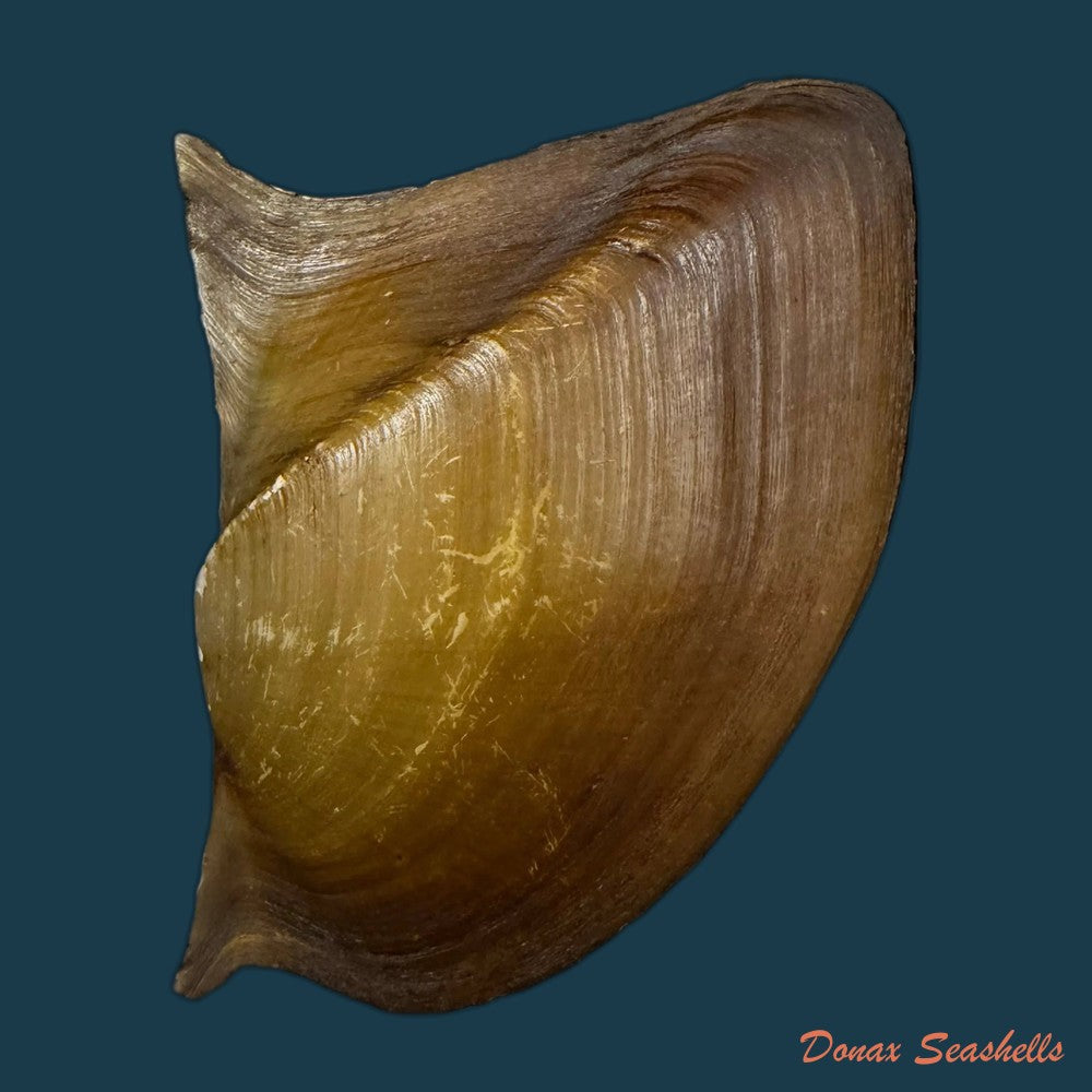 prisodon-obliquus-schumacher-1817-94-7mm-copia