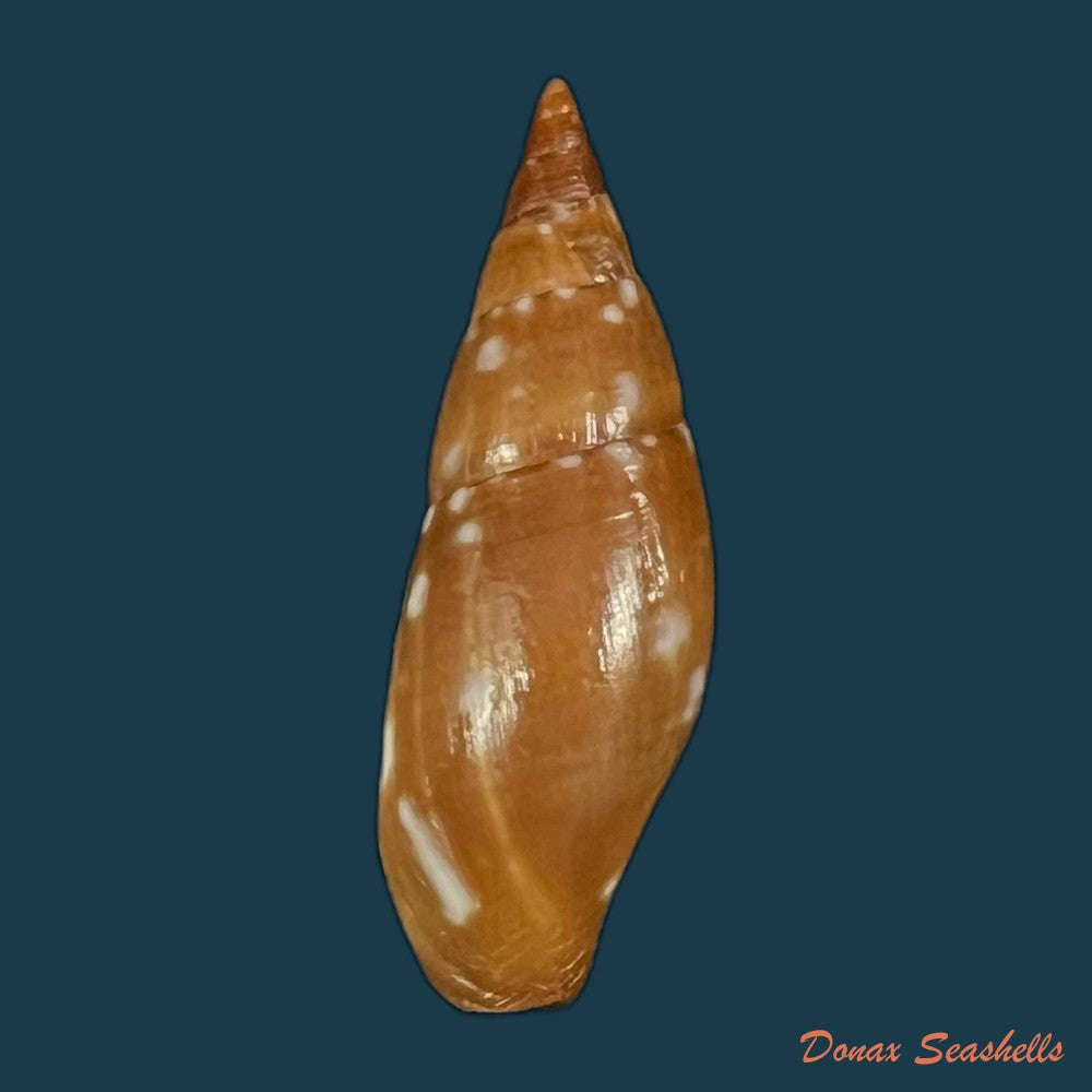 probata-barbadensis-gmelin-1791-25-2mm-copia