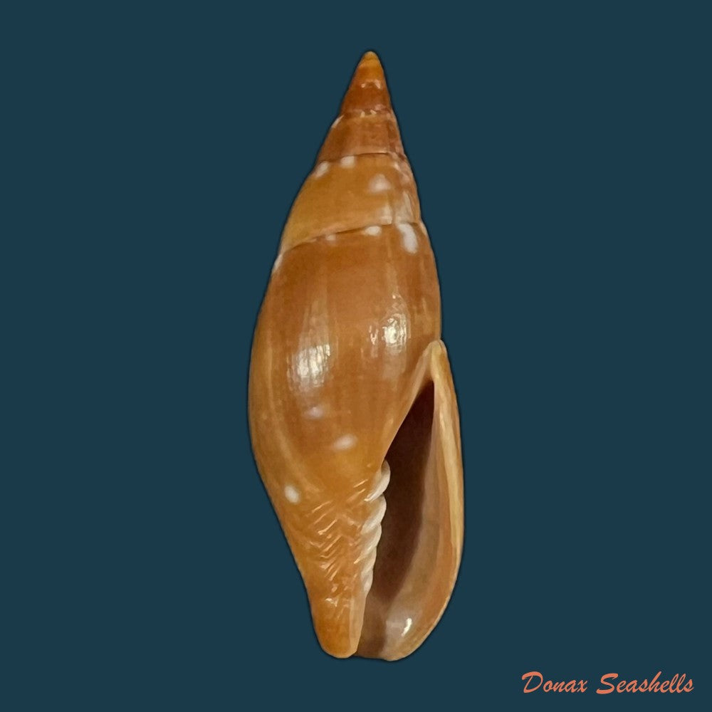 probata-barbadensis-gmelin-1791-25-2mm-copia