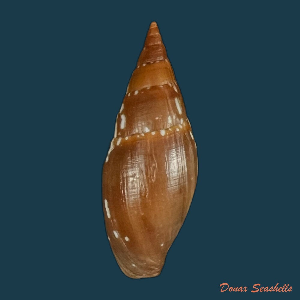 probata-barbadensis-gmelin-1791-29-9mm-copia