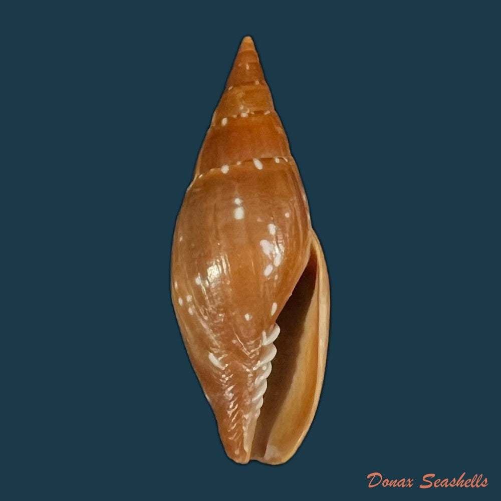probata-barbadensis-gmelin-1791-29-9mm-copia