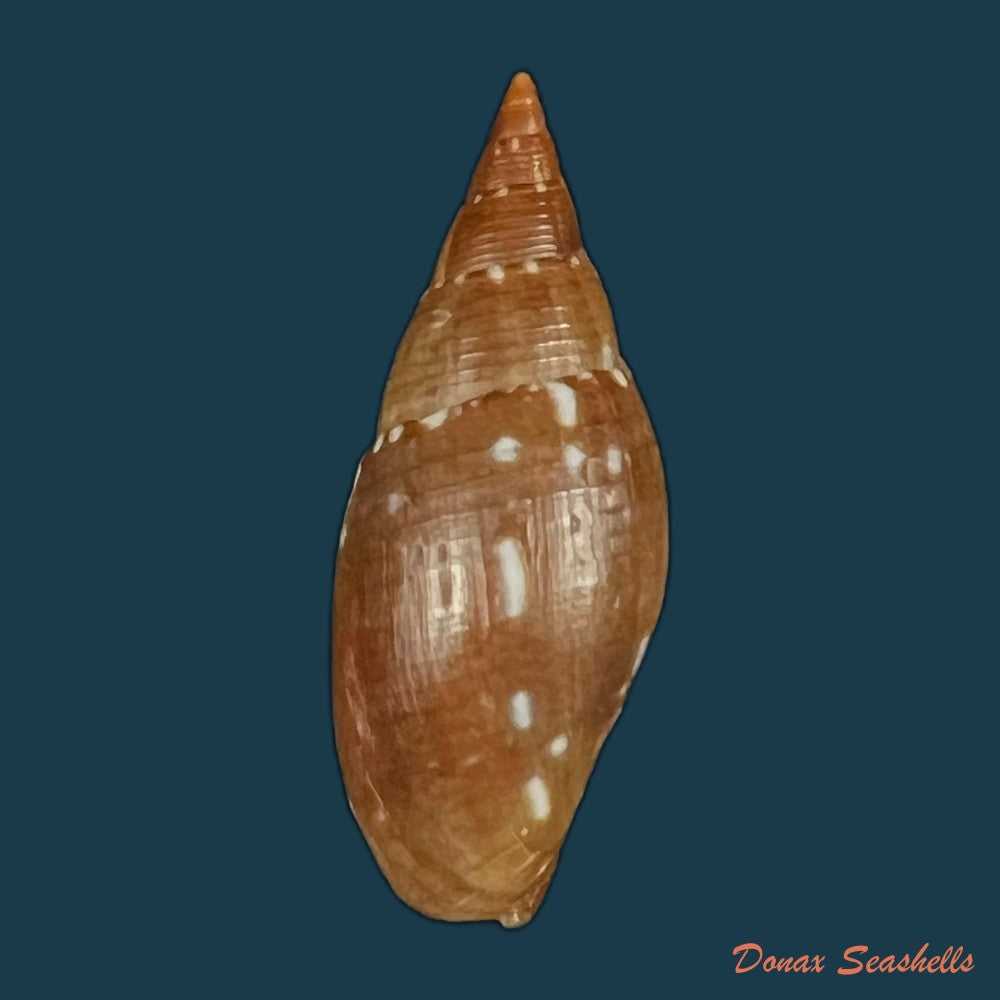 probata-barbadensis-gmelin-1791-30-8mm-copia