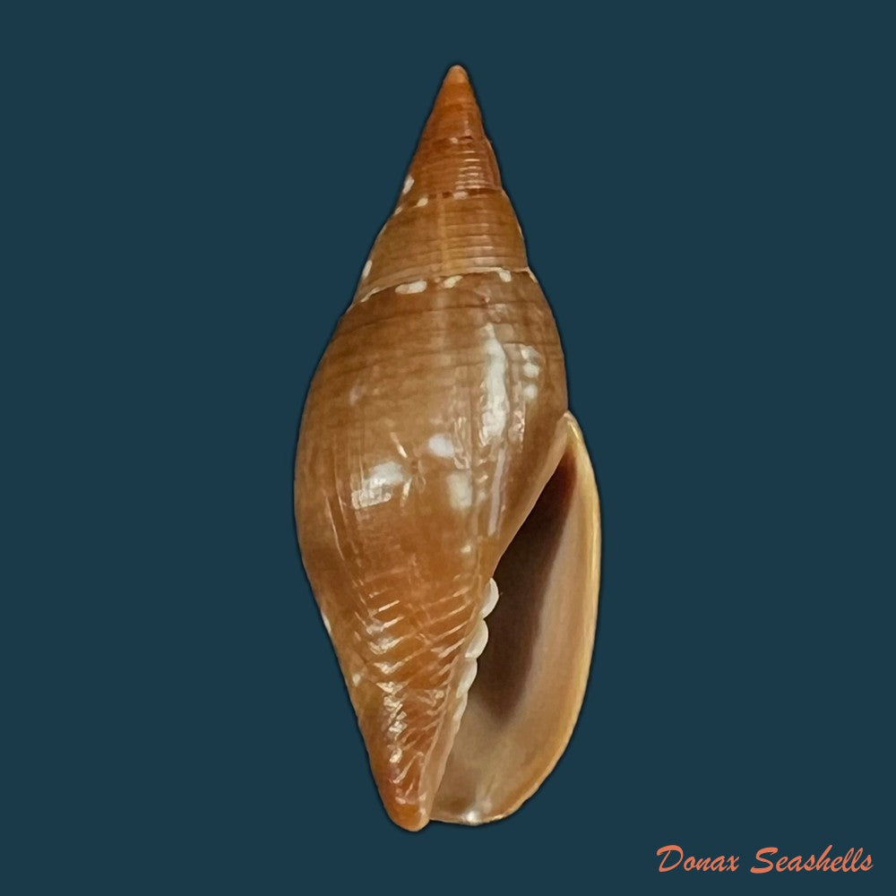 probata-barbadensis-gmelin-1791-30-8mm-copia