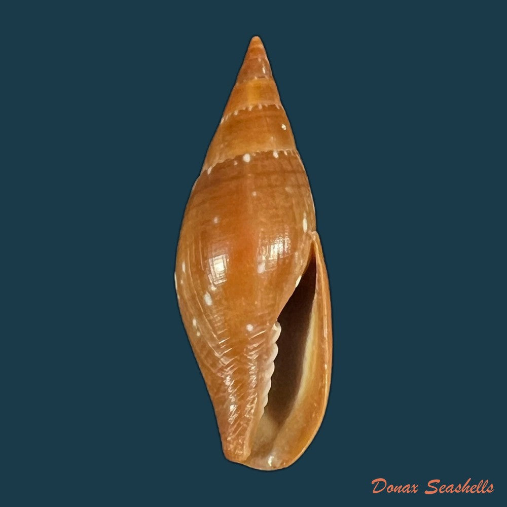 probata-barbadensis-gmelin-1791-31-7mm-copia