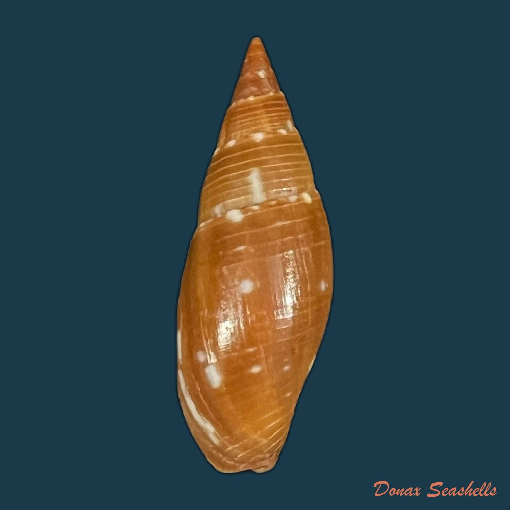 probata-barbadensis-gmelin-1791-36mm-copia