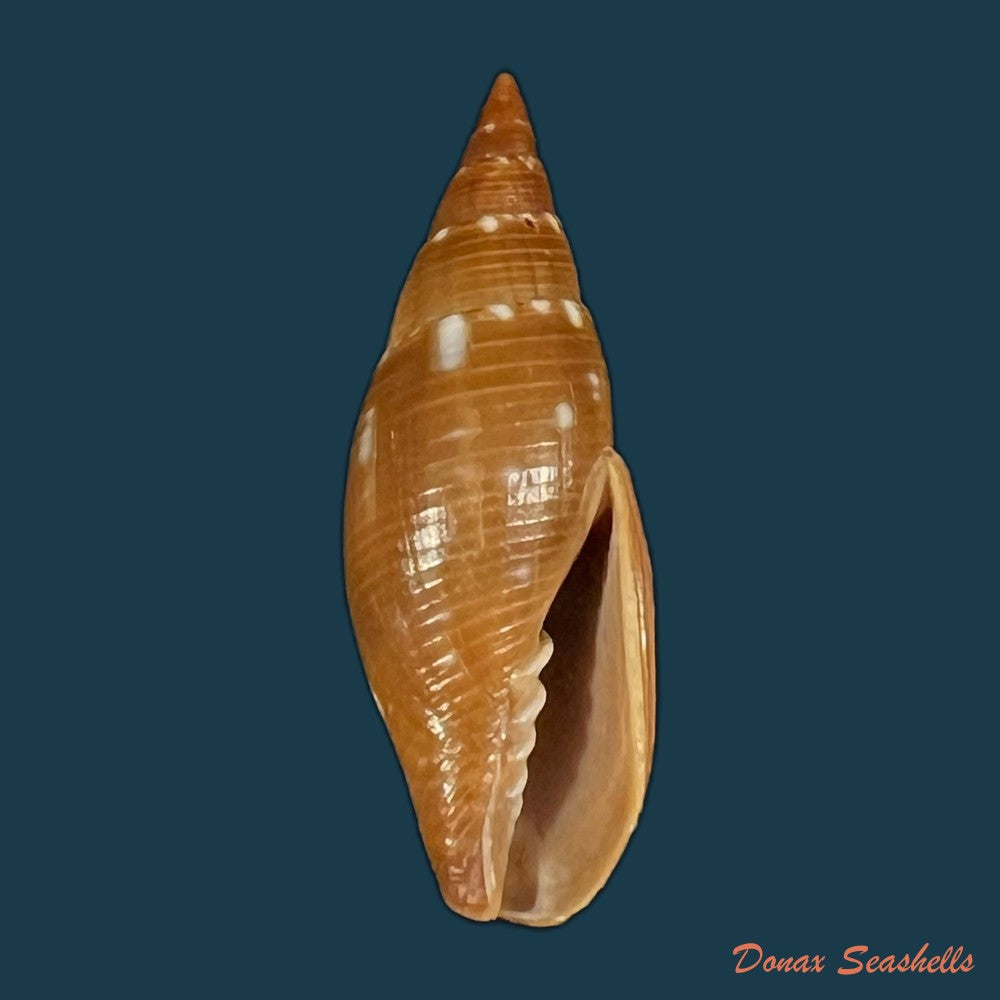 probata-barbadensis-gmelin-1791-36mm-copia
