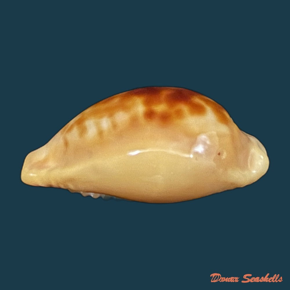 propustularia-surinamensis-g-perry-1811-25-5mm-copia