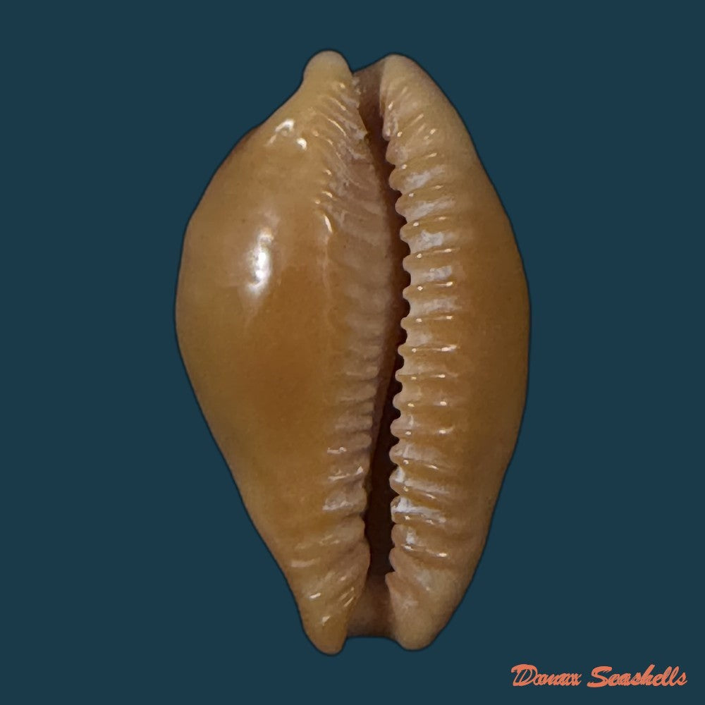propustularia-surinamensis-g-perry-1811-25-5mm-copia