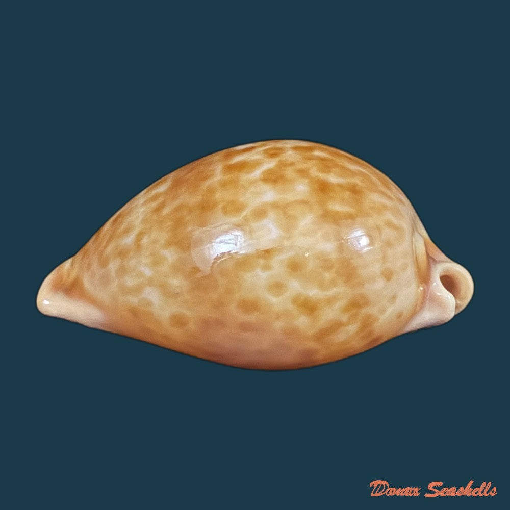 propustularia-surinamensis-g-perry-1811-36-7mm-copia