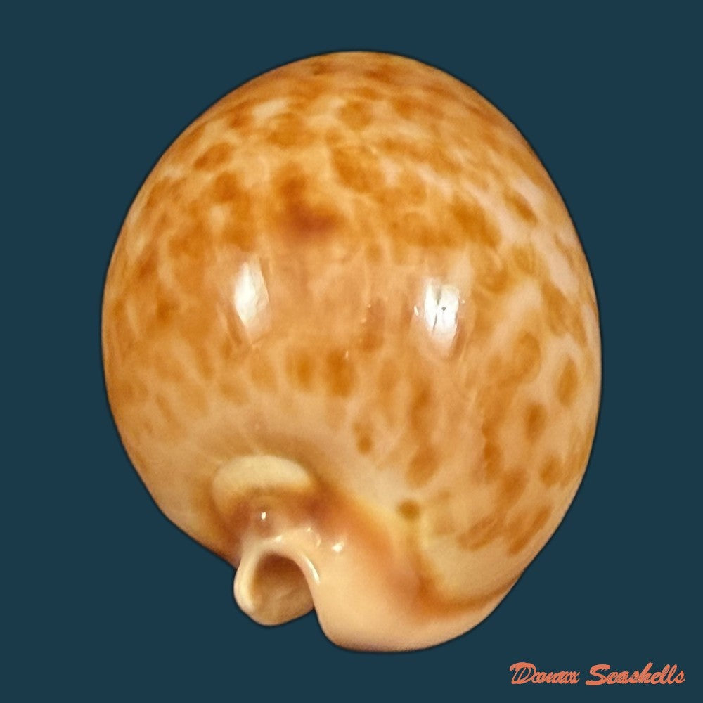 propustularia-surinamensis-g-perry-1811-36-7mm-copia