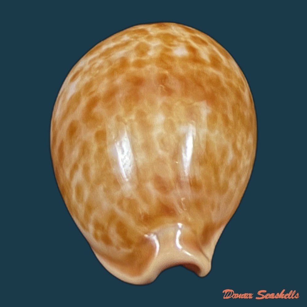 propustularia-surinamensis-g-perry-1811-36-7mm-copia