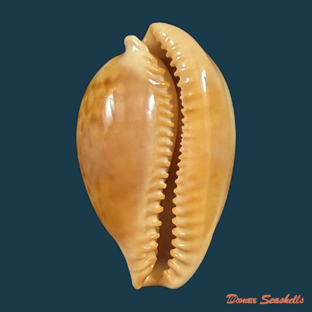 propustularia-surinamensis-g-perry-1811-36-7mm-copia