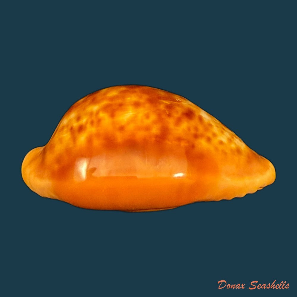 propustularia-surinamensis-g-perry-1811-43mm-copia