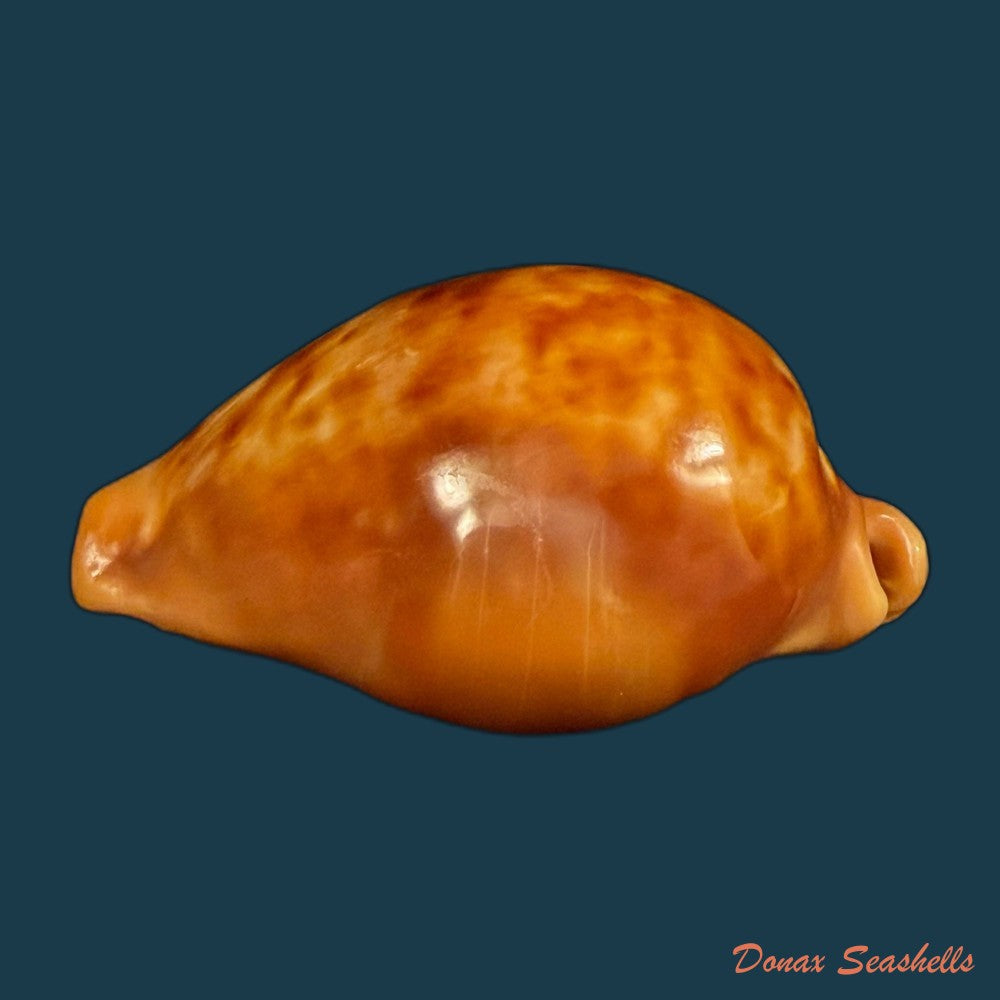 propustularia-surinamensis-g-perry-1811-43mm-copia