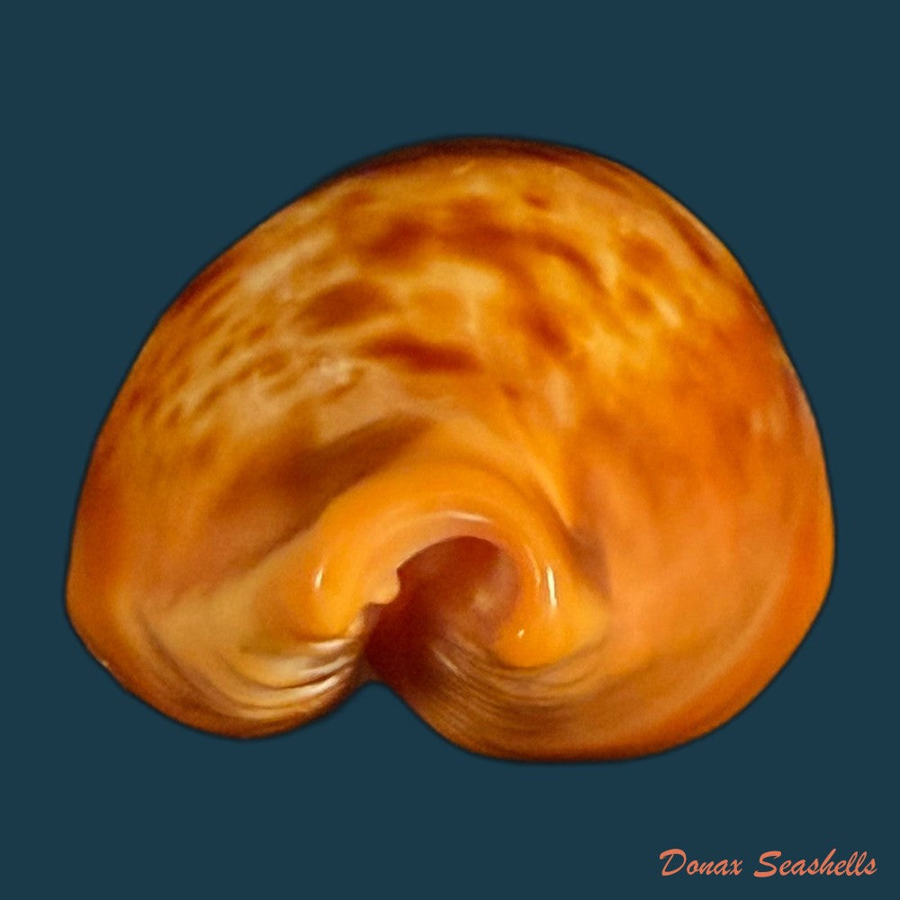 propustularia-surinamensis-g-perry-1811-43mm-copia