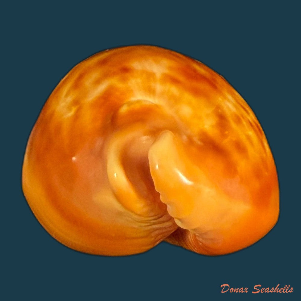 propustularia-surinamensis-g-perry-1811-43mm-copia