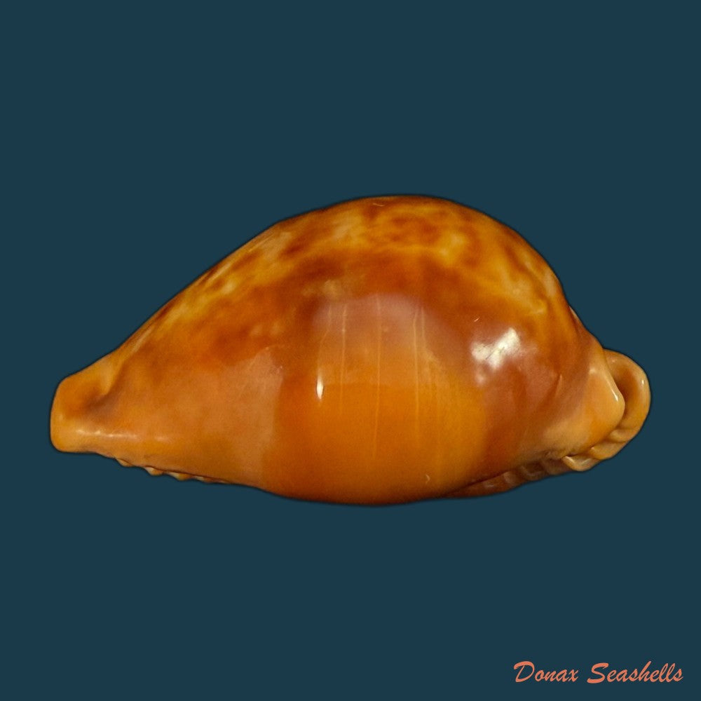 propustularia-surinamensis-g-perry-1811-43mm-copia
