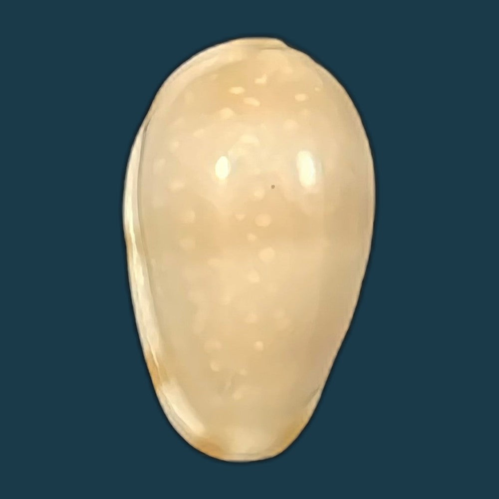 prunum-marginatum-born-1778-24-5mm-copia