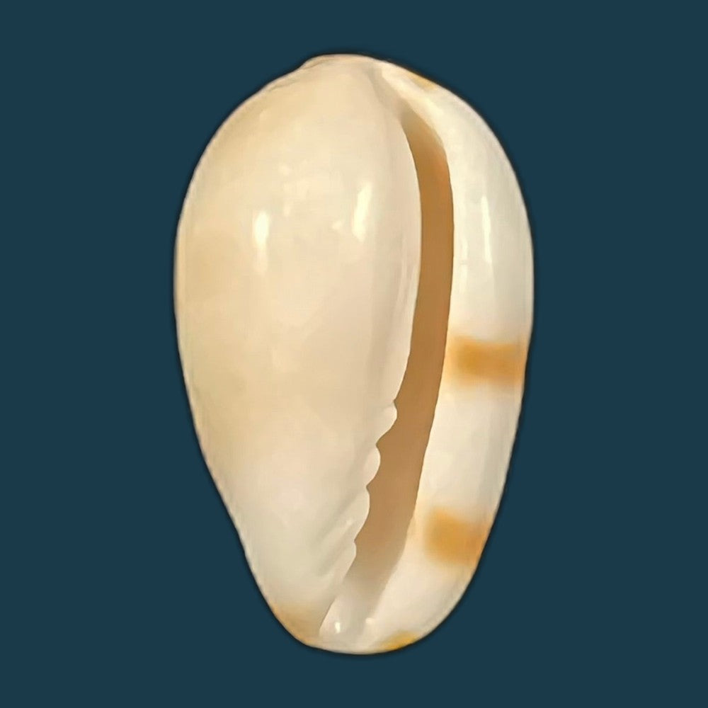 prunum-marginatum-born-1778-24-5mm-copia