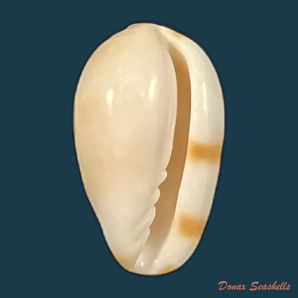 prunum-marginatum-born-1778-24-5mm-copia