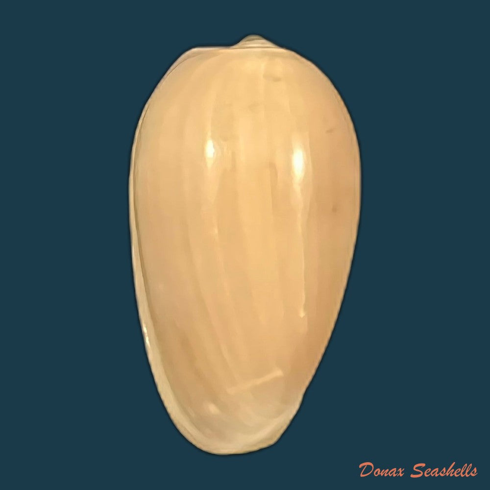 prunum-martini-petit-1853-24-9mm-copia