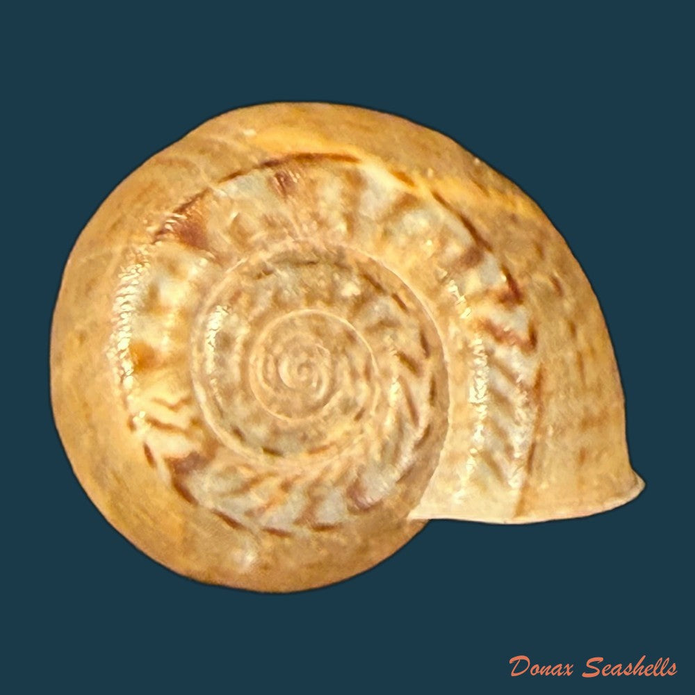 psadara-boetzkesi-k-miller-1873-24-2mm-copia