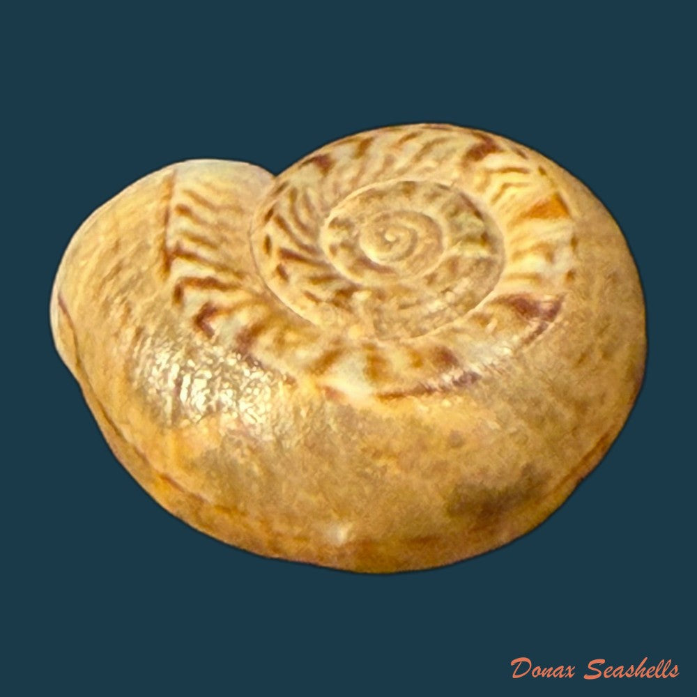 psadara-boetzkesi-k-miller-1873-24-2mm-copia