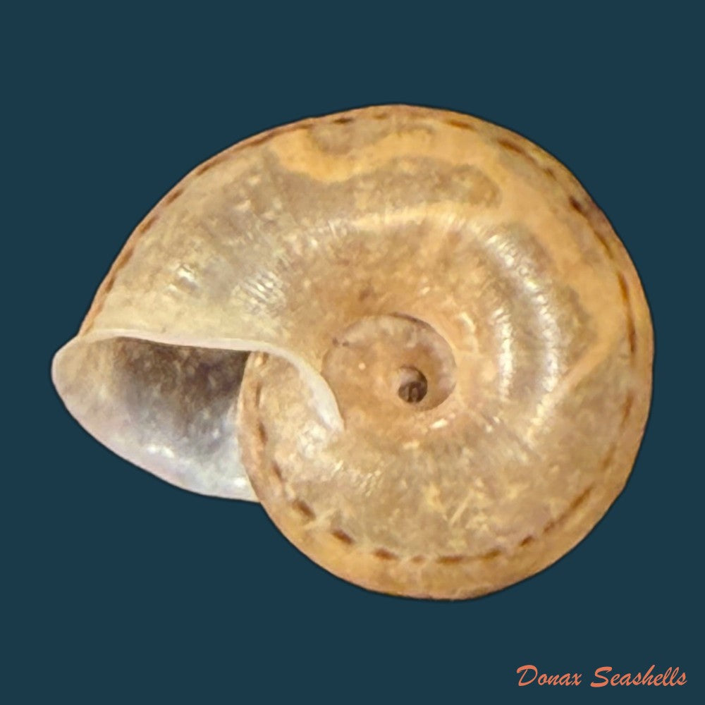 psadara-boetzkesi-k-miller-1873-24-2mm-copia