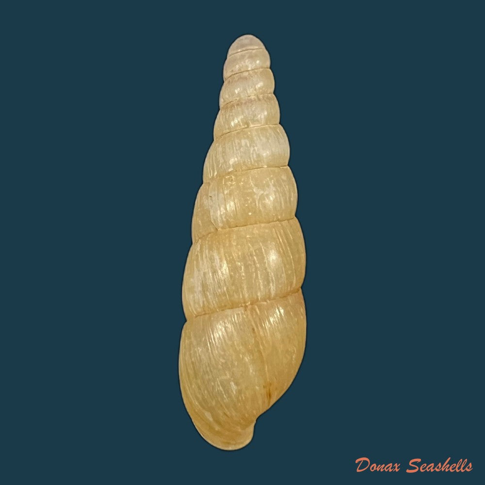 pseudachatina-martensi-dailly-1896-60-4mm-copia
