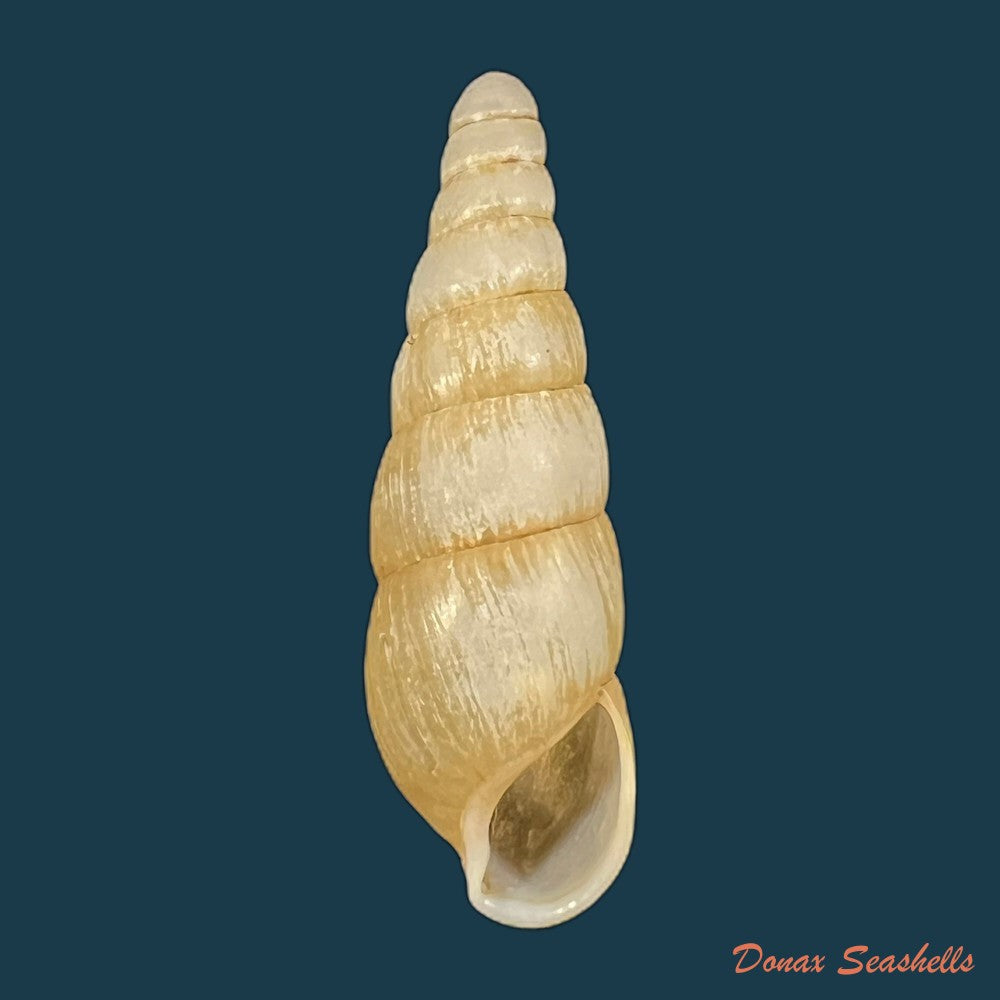 pseudachatina-martensi-dailly-1896-60-4mm-copia