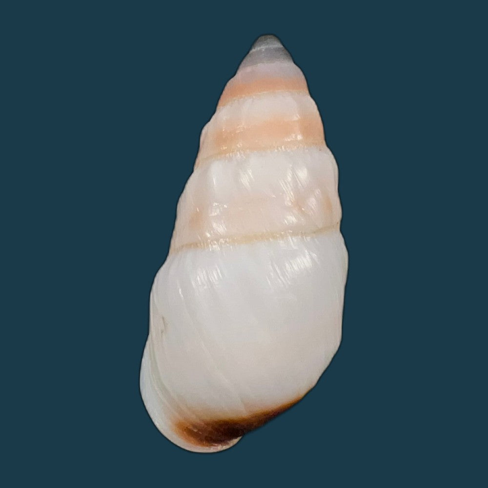 pseudachatina-martensi-dailly-1896-62-3mm-copia