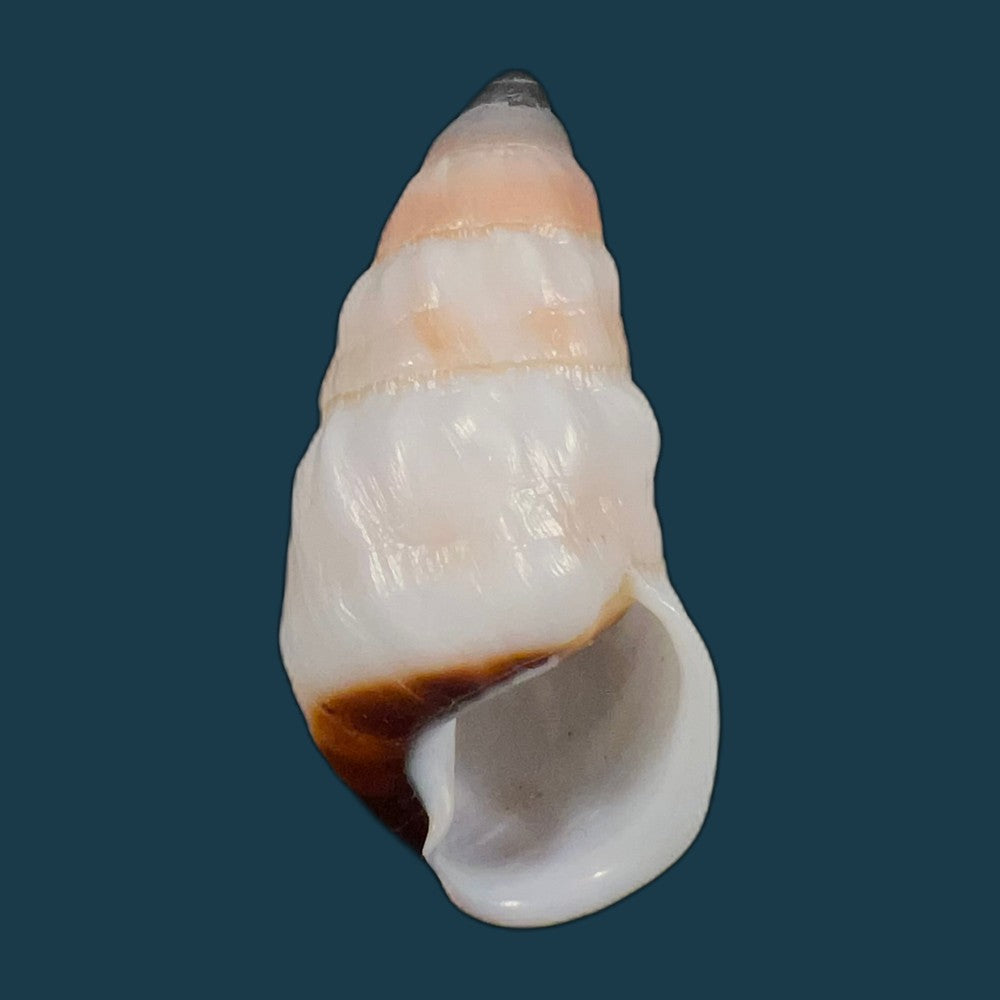 pseudachatina-martensi-dailly-1896-62-3mm-copia
