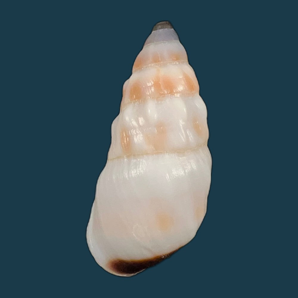 pseudachatina-martensi-dailly-1896-67-5mm-copia