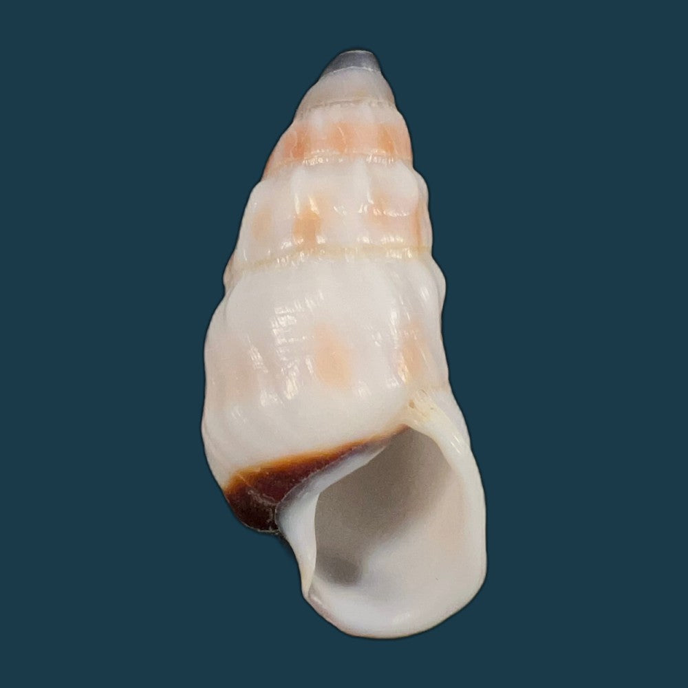 pseudachatina-martensi-dailly-1896-67-5mm-copia