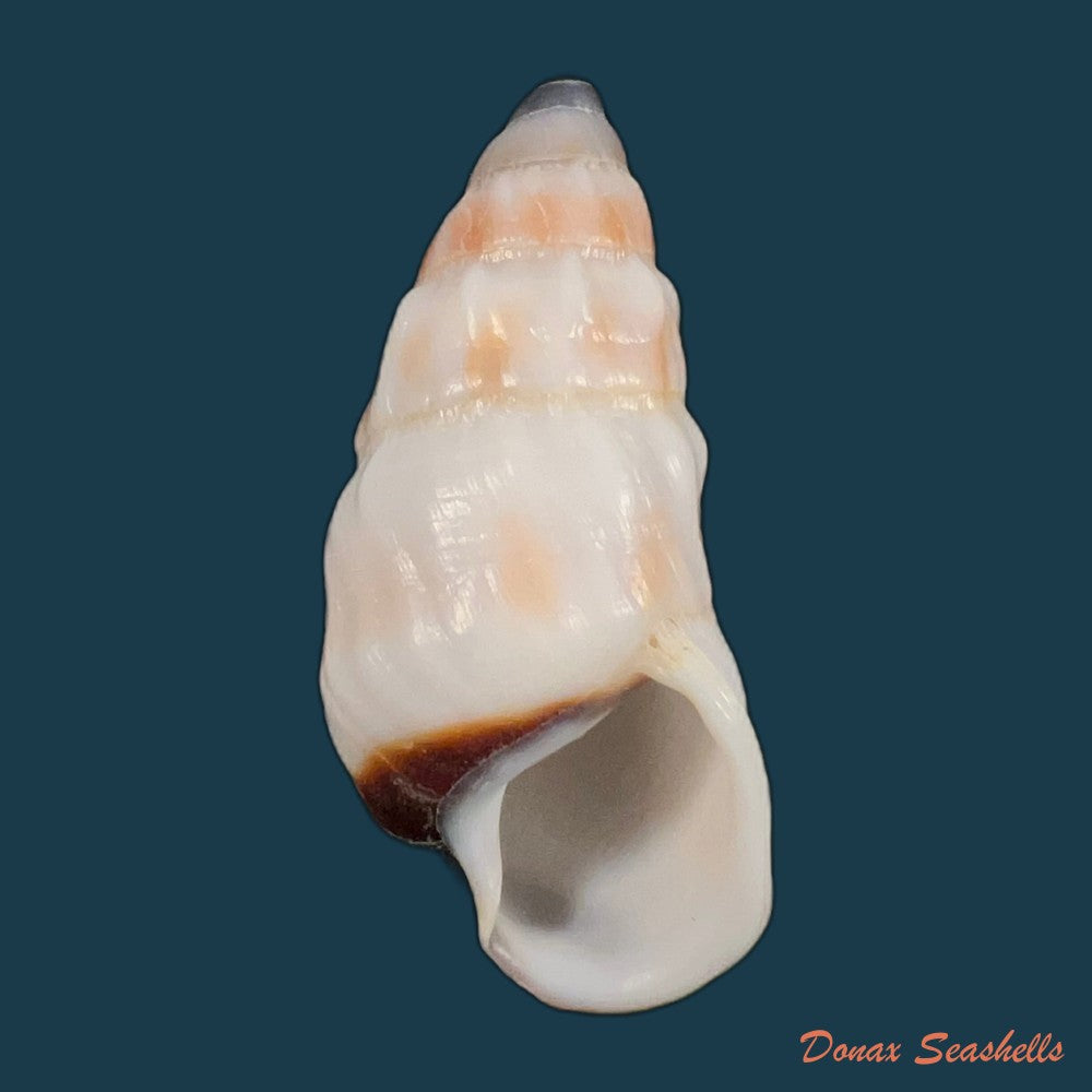 pseudachatina-martensi-dailly-1896-67-5mm-copia