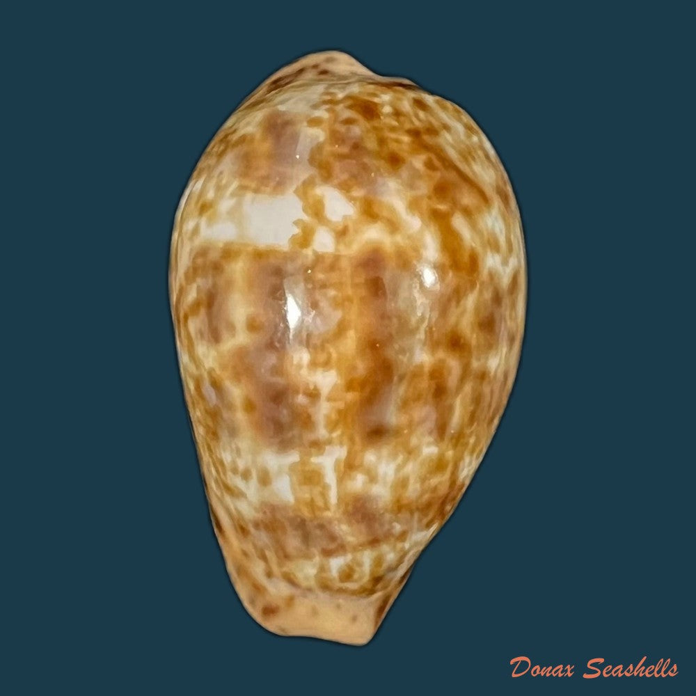 pseudozonaria-annettae-dall-1909-34-3mm-copia