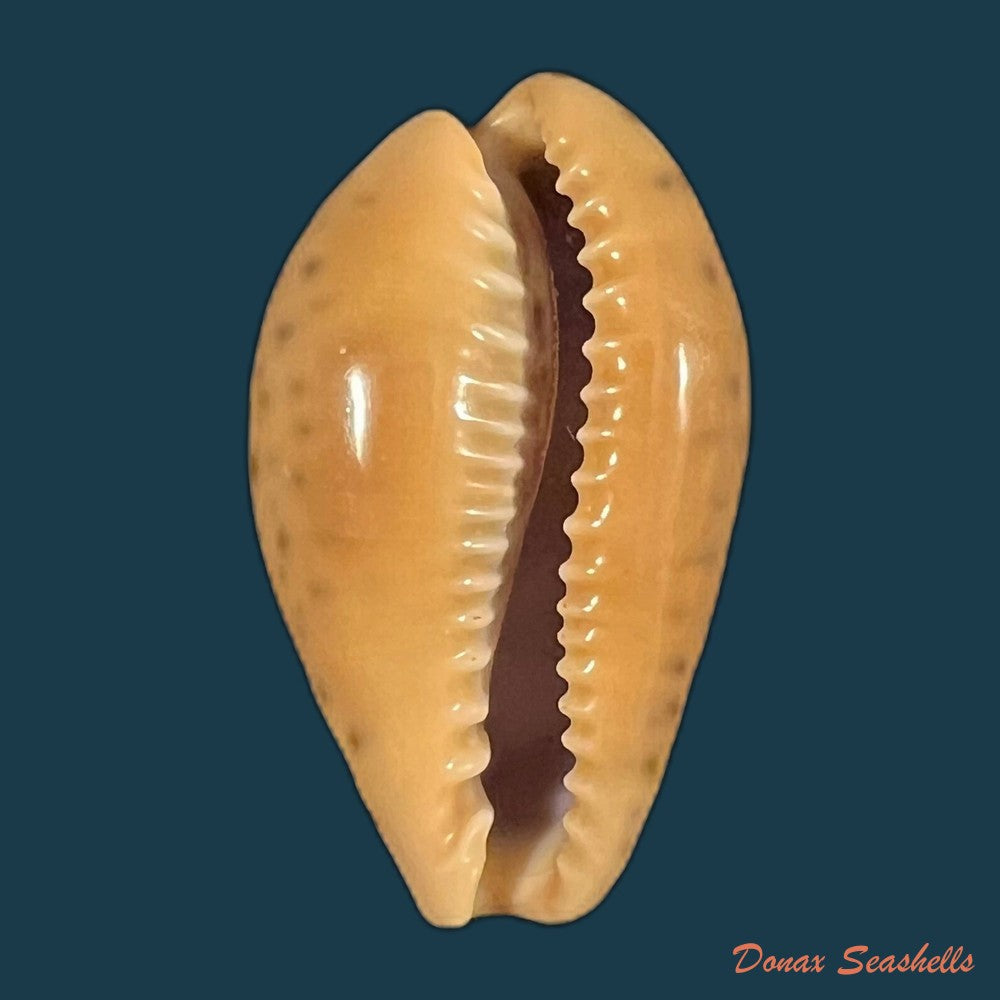 pseudozonaria-annettae-dall-1909-34-3mm-copia