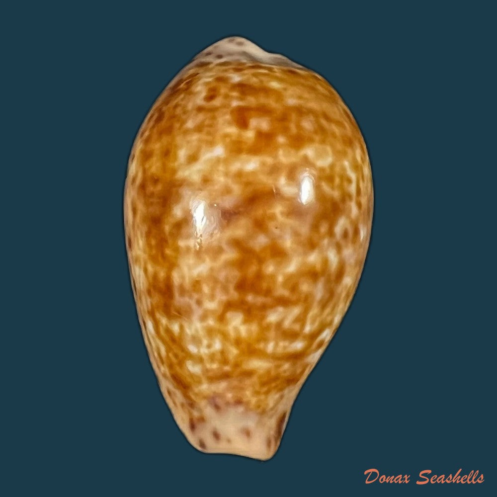 pseudozonaria-annettae-dall-1909-35mm-copia