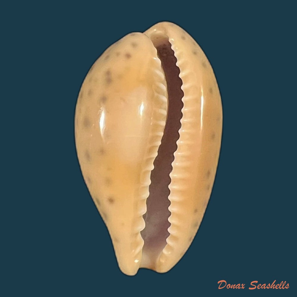 pseudozonaria-annettae-dall-1909-35mm-copia