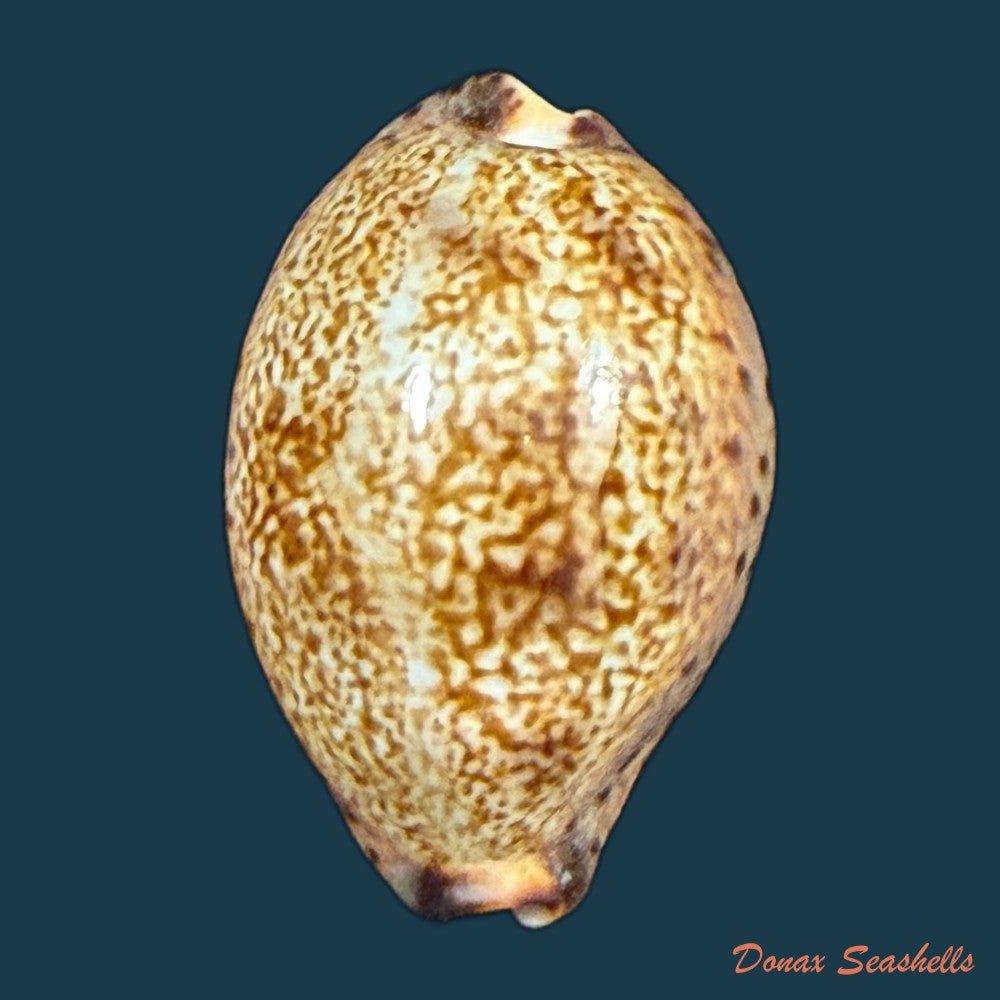 pseudozonaria-robertsi-hidalgo-1906-27-2mm-copia