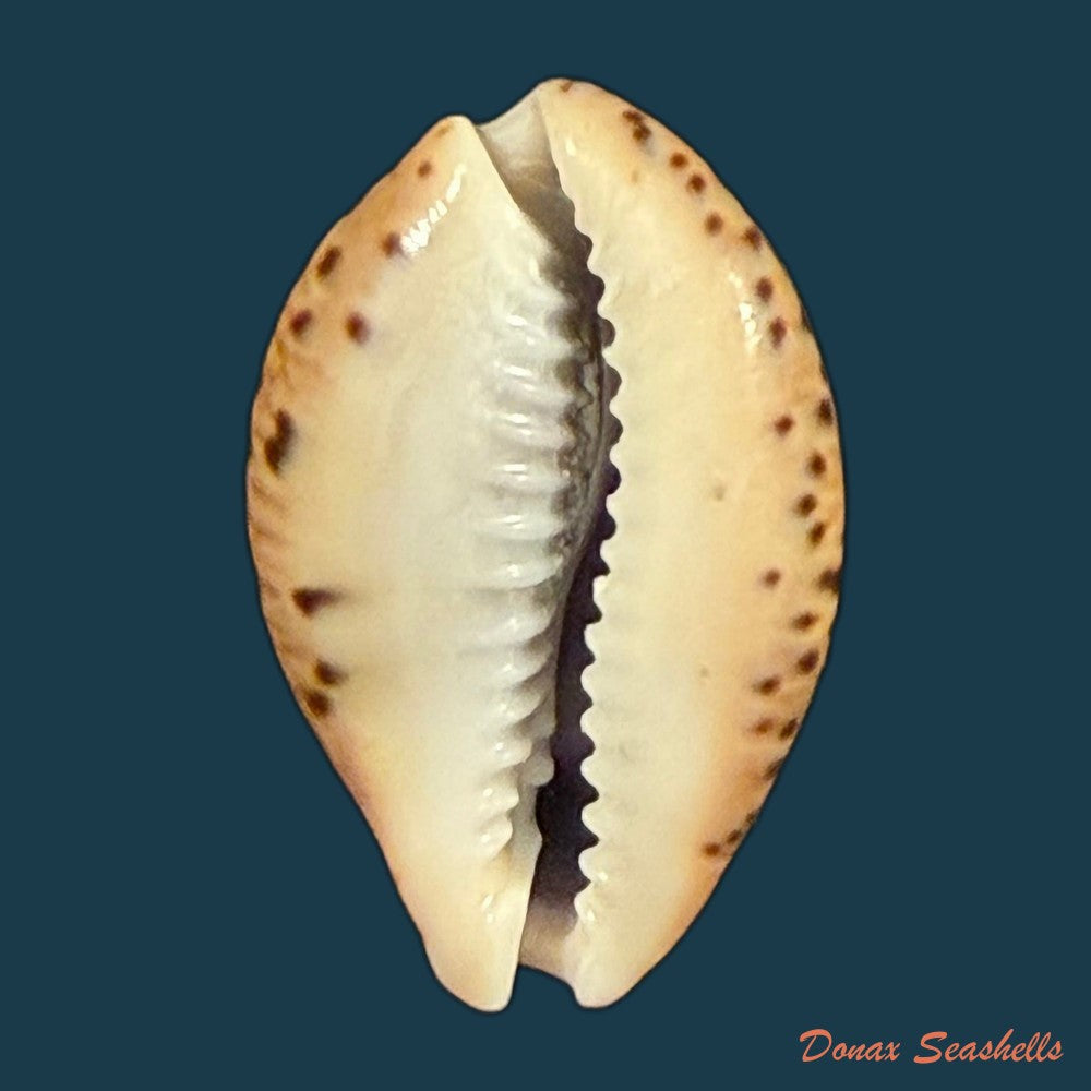 pseudozonaria-robertsi-hidalgo-1906-27-2mm-copia