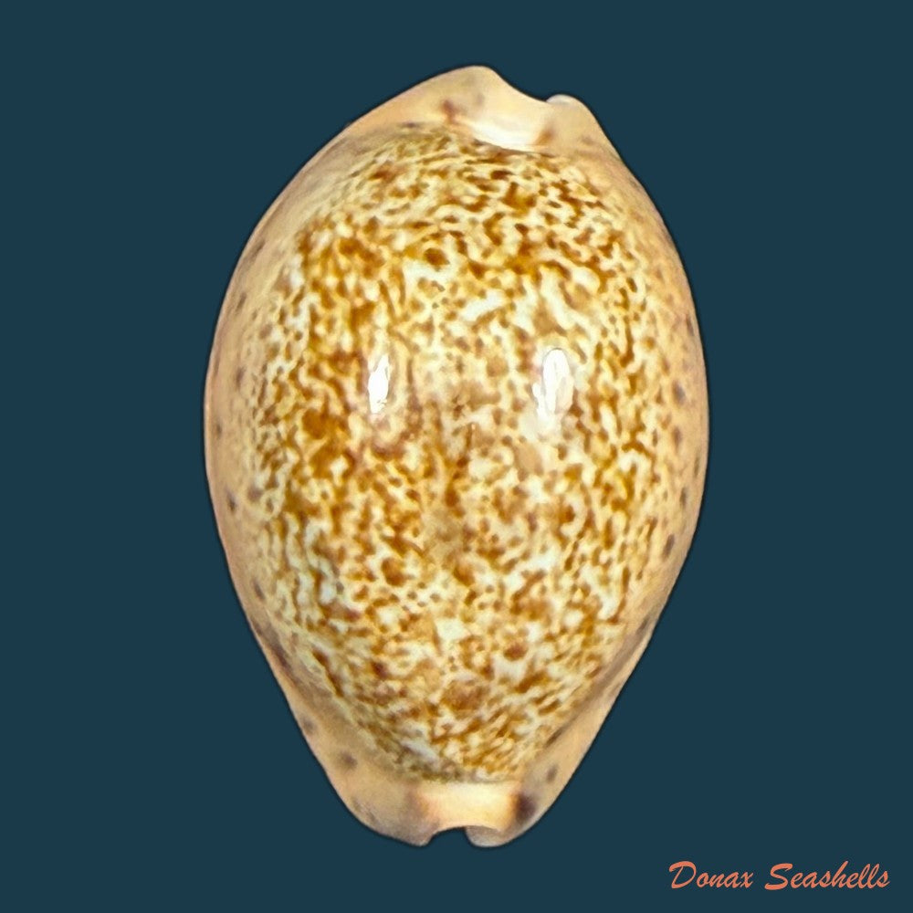 pseudozonaria-robertsi-hidalgo-1906-27-6mm-copia