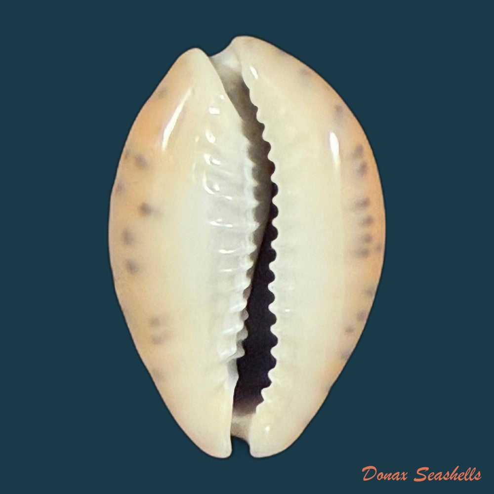 pseudozonaria-robertsi-hidalgo-1906-27-6mm-copia