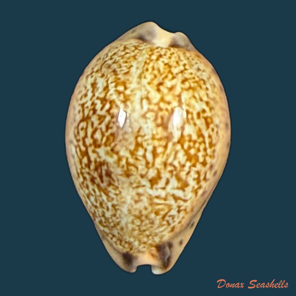 pseudozonaria-robertsi-hidalgo-1906-27-8mm-copia-1