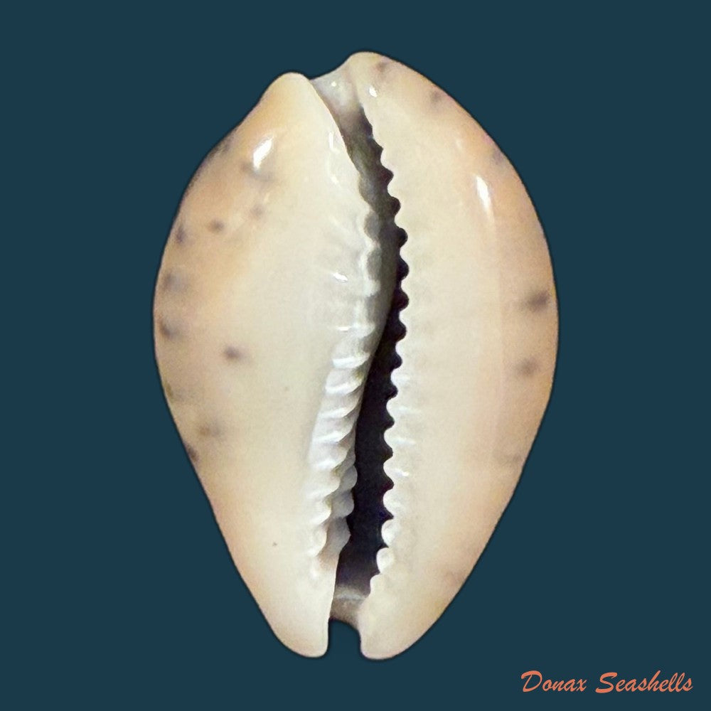 pseudozonaria-robertsi-hidalgo-1906-27-8mm-copia-1