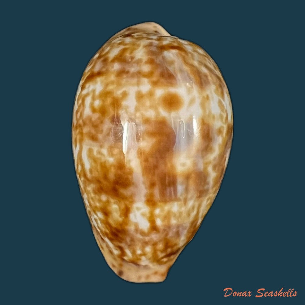 pseudozonaria-robertsi-hidalgo-1906-27-8mm-copia