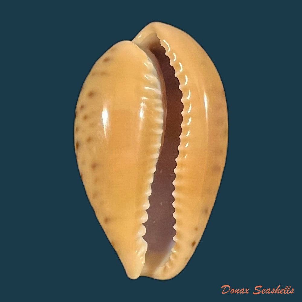 pseudozonaria-robertsi-hidalgo-1906-27-8mm-copia